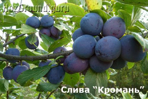 Лучшие сорта желтой сливы для средней полосы. ТОП-22 лучших сорта сливы и алычи для Подмосковья и средней полосы России