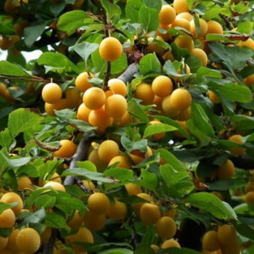 Сорта чернослива для средней полосы. Характеристики фруктов 12 Сорта чернослива для средней полосы. Характеристики фруктов 12