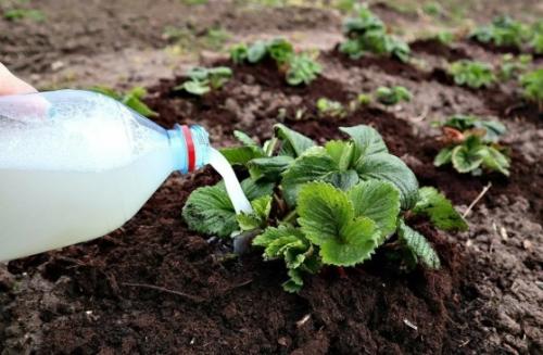 Когда и как обрезать садовую землянику: полное руководство 03