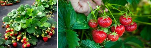 Можно ли подготовить землю с земляникой осенью, и какие для этого нужны работы. КАКИЕ РАБОТЫ НУЖНО ПРОВЕСТИ НА СТАРЫХ КЛУБНИЧНЫХ ГРЯДКАХ В АВГУСТЕ – СЕНТЯБРЕ