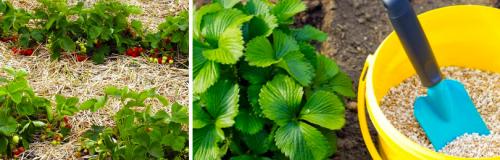 Как подготовить молодые растения земляники к первой зиме. С ЧЕГО НАЧИНАЕТСЯ УХОД ЗА ЗЕМЛЯНИКОЙ