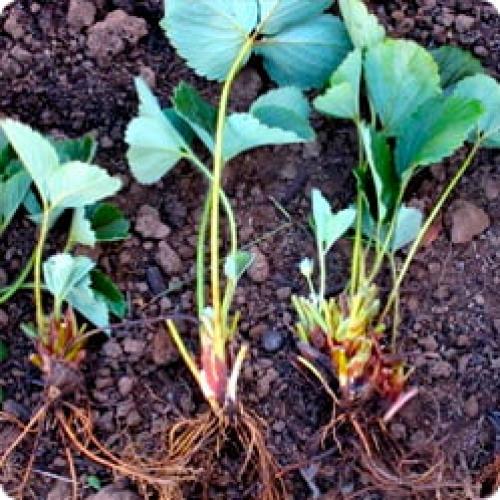 Как подготовить молодые растения земляники к первой зиме. С ЧЕГО НАЧИНАЕТСЯ УХОД ЗА ЗЕМЛЯНИКОЙ