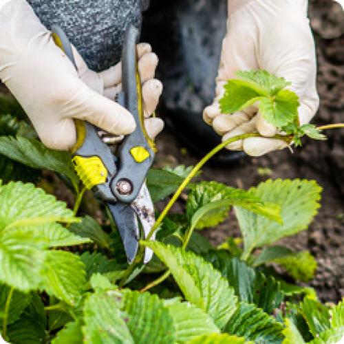 Можно ли подготовить землю с земляникой осенью, и какие для этого нужны работы. КАКИЕ РАБОТЫ НУЖНО ПРОВЕСТИ НА СТАРЫХ КЛУБНИЧНЫХ ГРЯДКАХ В АВГУСТЕ – СЕНТЯБРЕ
