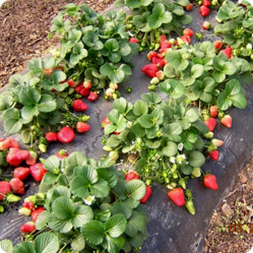 Как подготовить молодые растения земляники к первой зиме. С ЧЕГО НАЧИНАЕТСЯ УХОД ЗА ЗЕМЛЯНИКОЙ