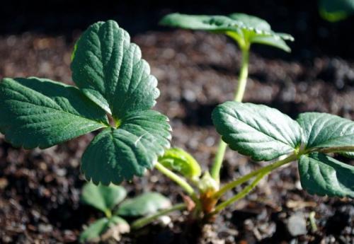 Как поддерживать здоровье почвы после сбора клубники. Чем же кормить землянику садовую после сбора урожая?