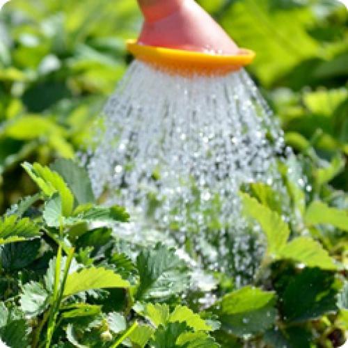 Можно ли подготовить землю с земляникой осенью, и какие для этого нужны работы. КАКИЕ РАБОТЫ НУЖНО ПРОВЕСТИ НА СТАРЫХ КЛУБНИЧНЫХ ГРЯДКАХ В АВГУСТЕ – СЕНТЯБРЕ