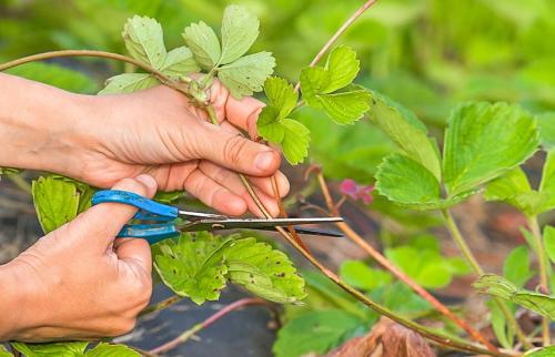 Для чего нужна подготовка земляники к зиме. Подготовка клубники к зиме: как уберечь ягодную плантацию от морозов