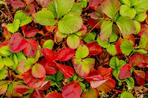 Нужно ли обрезать землянику перед зимой. Как подготовить землянику садовую к зиме