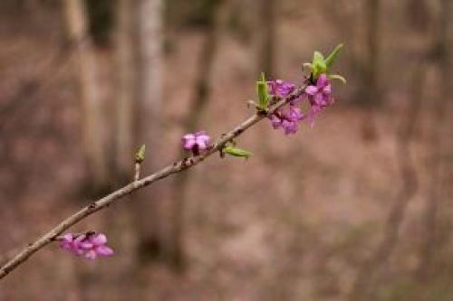 Почему растение волчье лыко так назвали? 01 Почему растение волчье лыко так назвали? 01