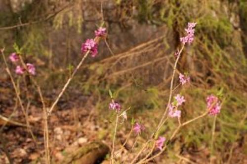 Почему растение волчье лыко так назвали? 02 Почему растение волчье лыко так назвали? 02