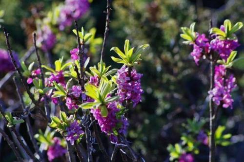 Как выглядит волчья ягода. Волчье лыко