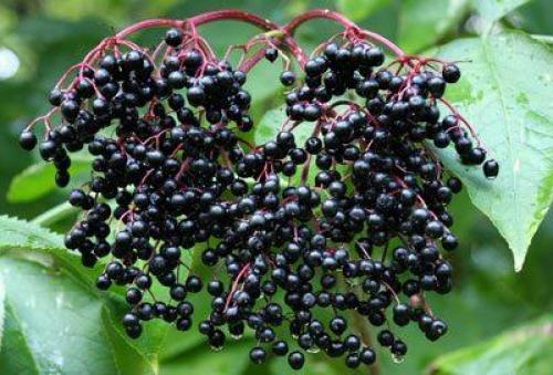 Волчья ягода смерть. Волчья ягода –, что это