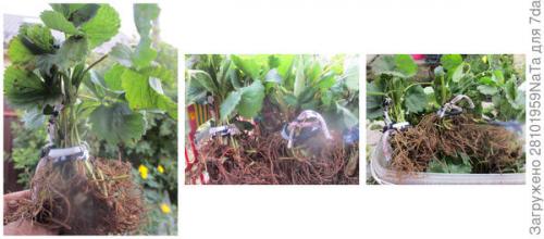 Как проверить, что садовая земляника успешно перезимовала. Садовая земляника (клубника): сохраняем кустики до весны