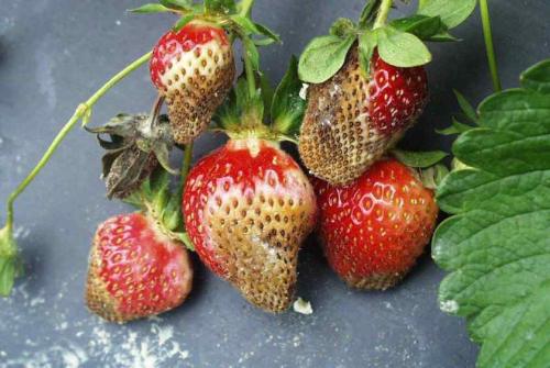 Летний уход за клубникой: основные правила 05 Летний уход за клубникой: основные правила 05