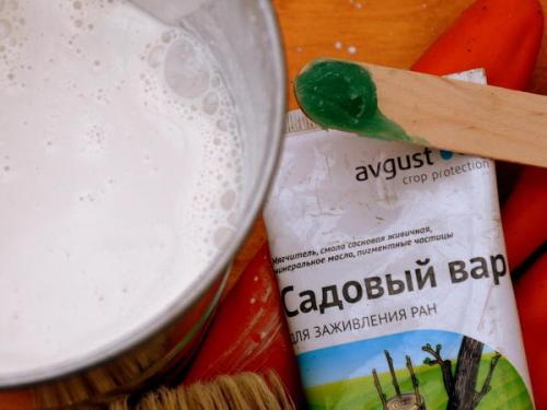 Как правильно обрабатывать места срезов после обрезки. Уро. Обработка срезов, профилактика инфицирования ран