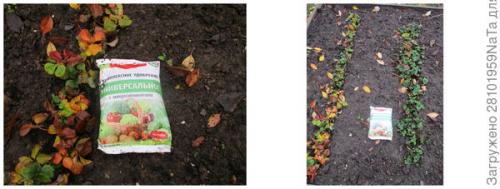 Как проверить, что садовая земляника успешно перезимовала. Садовая земляника (клубника): сохраняем кустики до весны