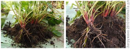 Как проверить, что садовая земляника успешно перезимовала. Садовая земляника (клубника): сохраняем кустики до весны