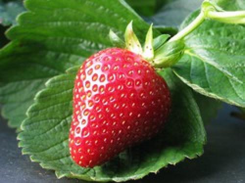 Нужно ли предоставлять клубнике тень в жаркое лето. Можно ли садить клубнику в тени?