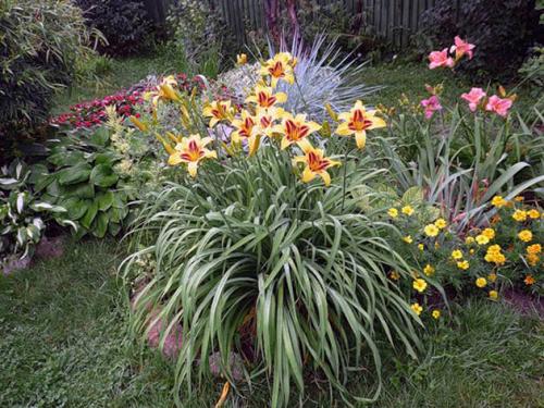 Когда сажать лилейник весной. Посадка лилейника