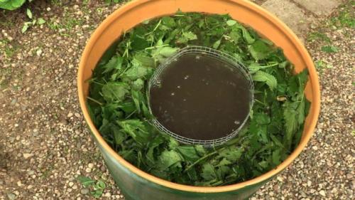 Чем подкормить лилейники в июле. 