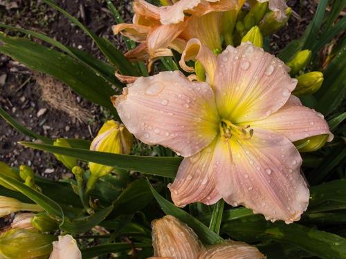 Как посадить лилейник из магазина. Лилейник – летняя неприхотливая роскошь