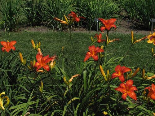 Что любит лилейник. Лилейник – летняя неприхотливая роскошь