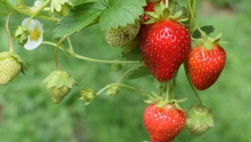 Как собрать богатый урожай земляники: 5 практических советов 03 Как собрать богатый урожай земляники: 5 практических советов 03