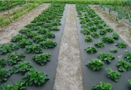 Как собрать богатый урожай земляники: 5 практических советов 04