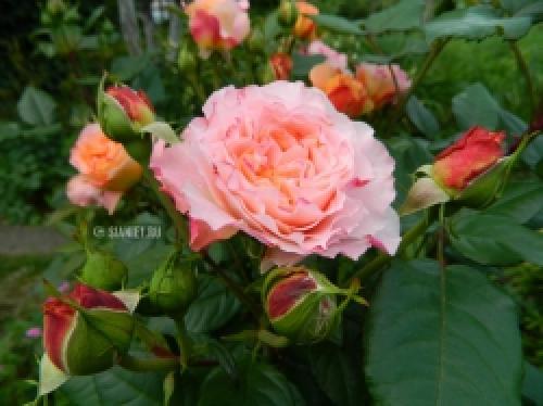 Почему я потерял половину кустов за зиму: причины и решения 14 Почему я потерял половину кустов за зиму: причины и решения 14