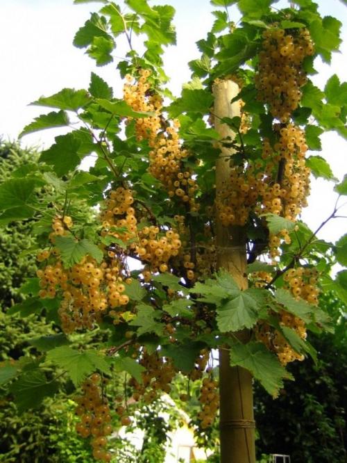 Есть ли специальные удобрения, рекомендованные после периода плодоношения для восстановления почвы. Дозы подкормок под плодовые деревья в летний период