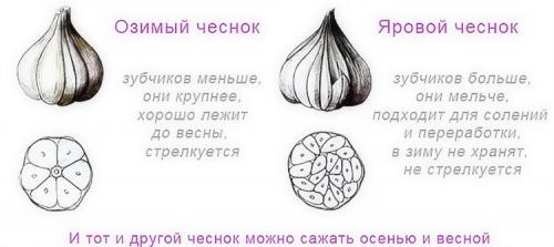Чеснок выращивание. Выращивание чеснока в открытом грунте: советы и правила
