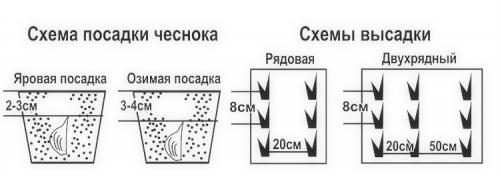 Чеснок выращивание. Выращивание чеснока в открытом грунте: советы и правила