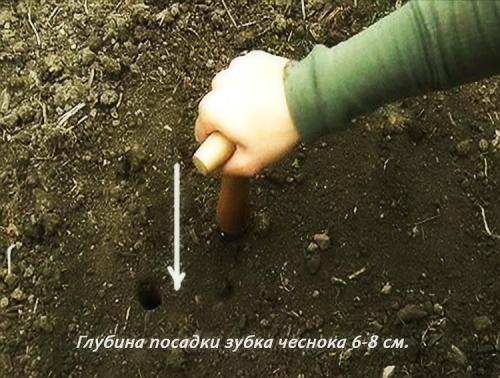 Чеснок выращивание. Выращивание чеснока в открытом грунте: советы и правила