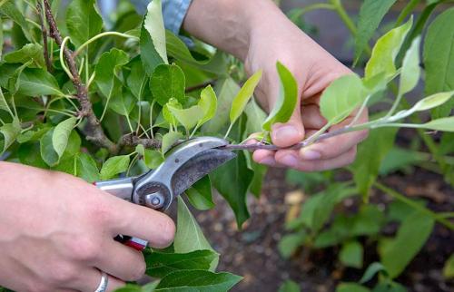 Когда обрезать яблони осенью. Модная стрижка яблони — проводим осеннюю обрезку