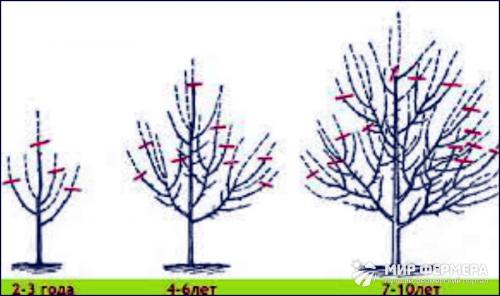 Особенности весенней обрезки яблони и груши. Яблони 05
