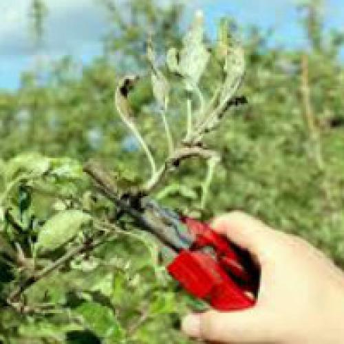 Неправильная обрезка яблонь. Правильная обрезка яблони