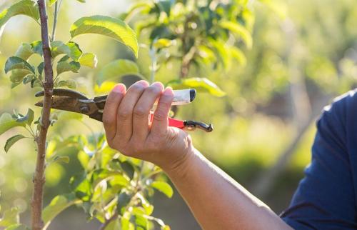 Когда обрезать яблони осенью. Модная стрижка яблони — проводим осеннюю обрезку