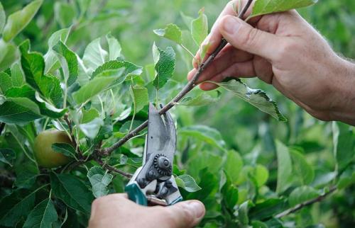 Когда обрезать яблони осенью. Модная стрижка яблони — проводим осеннюю обрезку
