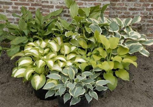 Хоста весной. Секреты выращивания хосты – посадка и уход, фото сортов