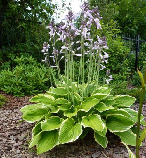 Хоста весной. Секреты выращивания хосты – посадка и уход, фото сортов