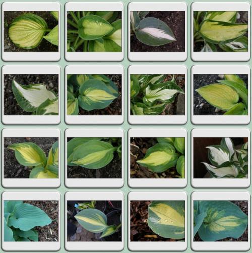 Хоста весной. Секреты выращивания хосты – посадка и уход, фото сортов