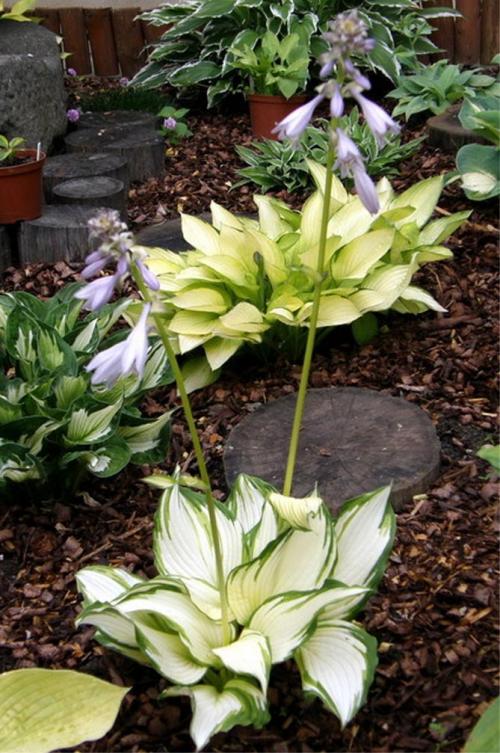 Хоста весной. Секреты выращивания хосты – посадка и уход, фото сортов