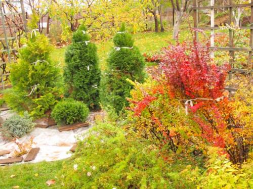 Уход осенью и подготовка к зиме. Сроки проведения осенних работ