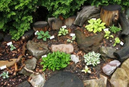 Хоста весной. Секреты выращивания хосты – посадка и уход, фото сортов