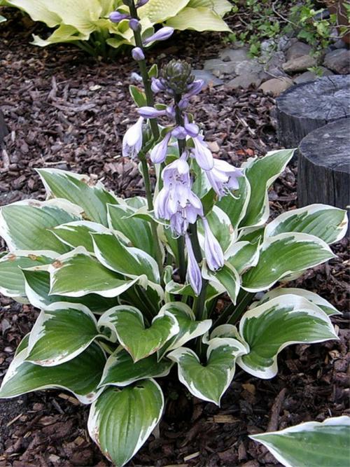 Хоста весной. Секреты выращивания хосты – посадка и уход, фото сортов