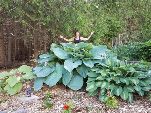 Хоста весной. Секреты выращивания хосты – посадка и уход, фото сортов