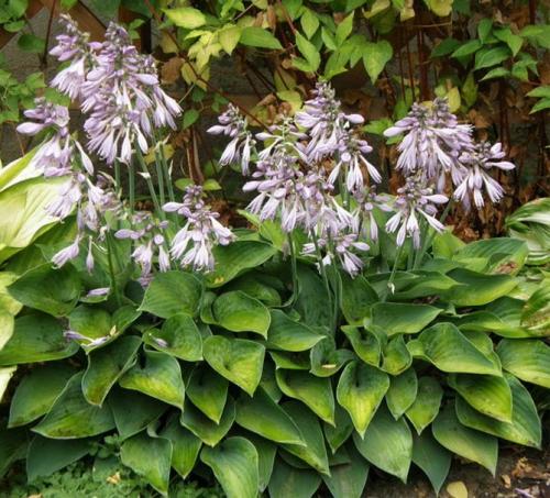 Хоста весной. Секреты выращивания хосты – посадка и уход, фото сортов