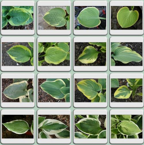 Хоста весной. Секреты выращивания хосты – посадка и уход, фото сортов