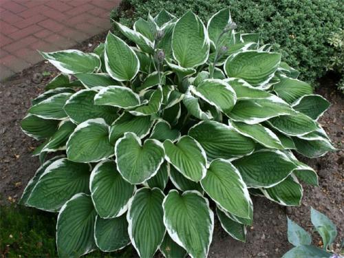 Хоста весной. Секреты выращивания хосты – посадка и уход, фото сортов