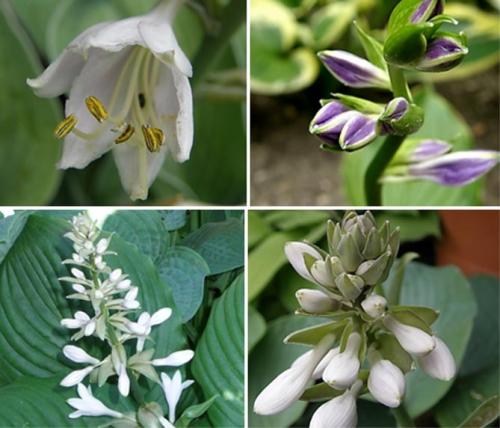 Хоста весной. Секреты выращивания хосты – посадка и уход, фото сортов